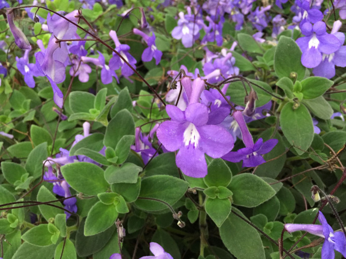 삭소름 - Violeta Pendente, Streptocarpus saxorum