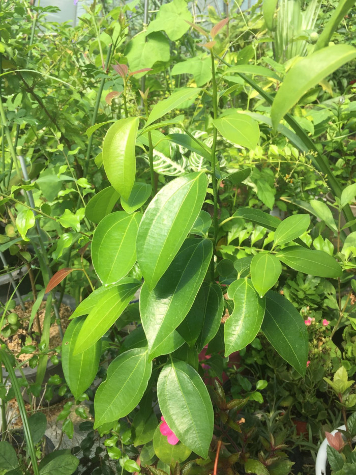실론 계피 - Cinnamon, Ceylon cinnamon, Cinnamomum verum J. Presl