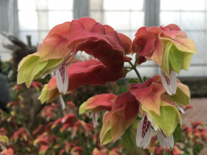 새우풀 - Mexican Shrimp Plant, Shrimp Plant, Shrimp Flower, False Hop, Justicia brandegeeana