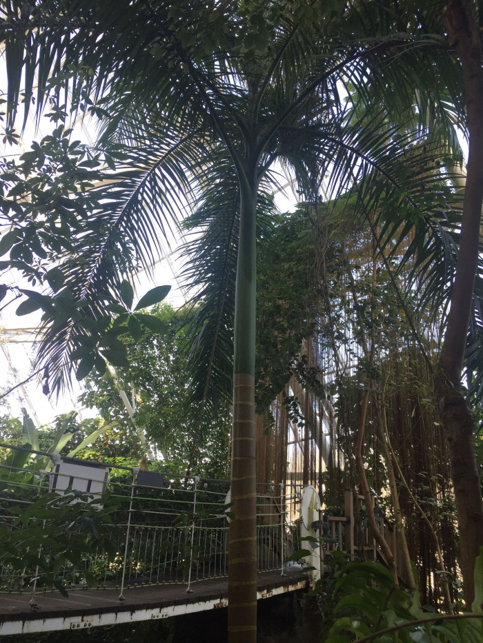 대왕야자 - Cuban royal palm, Florida royal palm, Roystonea regia