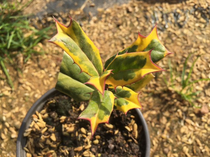 호랑가시나무 - Ilex cornuta Lindl. & Paxton