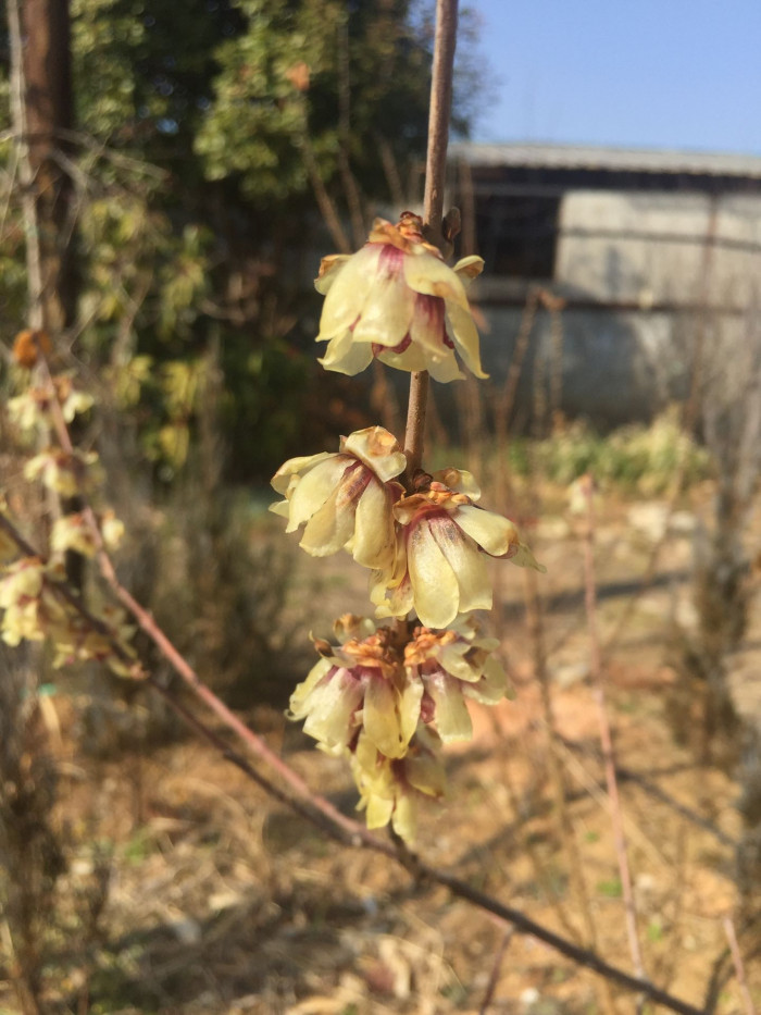 히어리 - Corylopsis glabrescens Franch. & Sav. var. gotoana (Makino) T. Yamanaka
