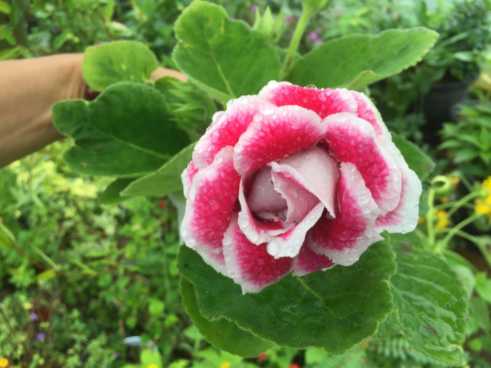 글록시니아 - Gloxinia, Sinningia speciosa