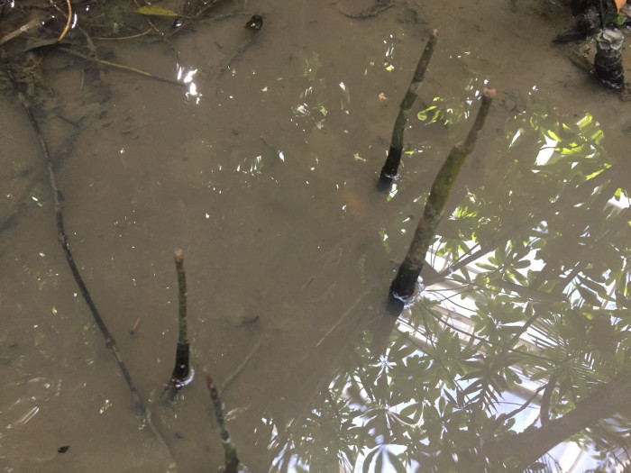 검은맹그로브 - Black mangrove, Bruguiera gymnorhiza (L.) Lam.