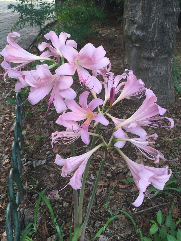 상사화 - Lycoris squamigera Max. 
