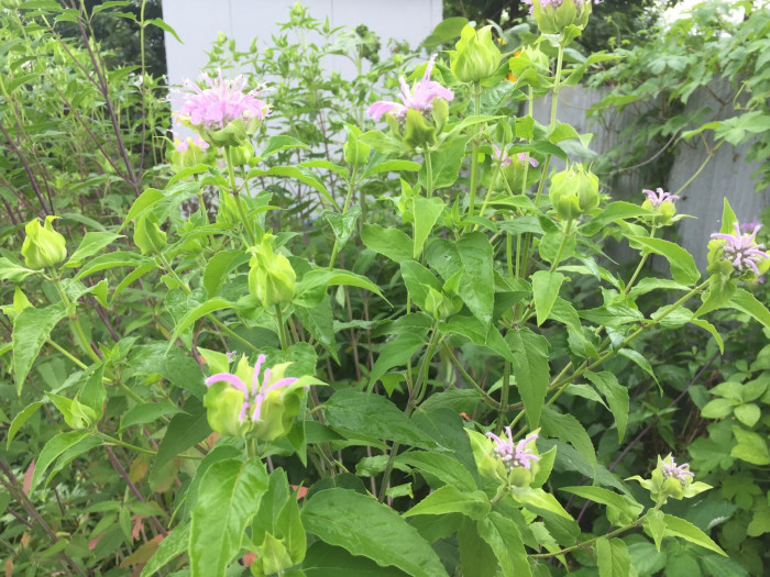 베르가못 - Monarda didyma L.