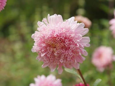 과꽃 사진 - Callistephus chinensis Photos