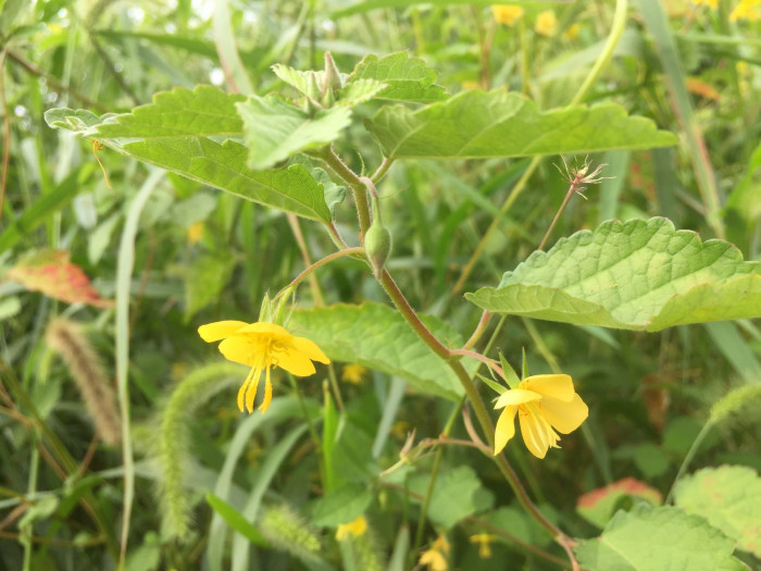 수까치깨 - Corchoropsis tomentosa (Thunb.) Makino