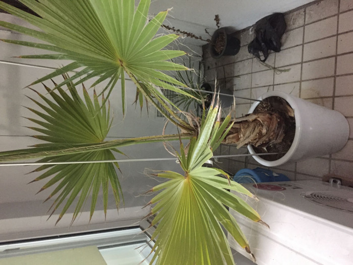 워싱턴야자 - Washington palm, California Fan Palm, Washingtonia filifera