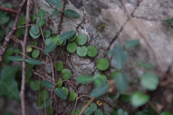 콩자개난 - Bulbophyllum drymoglossum Maxim. ex Okub