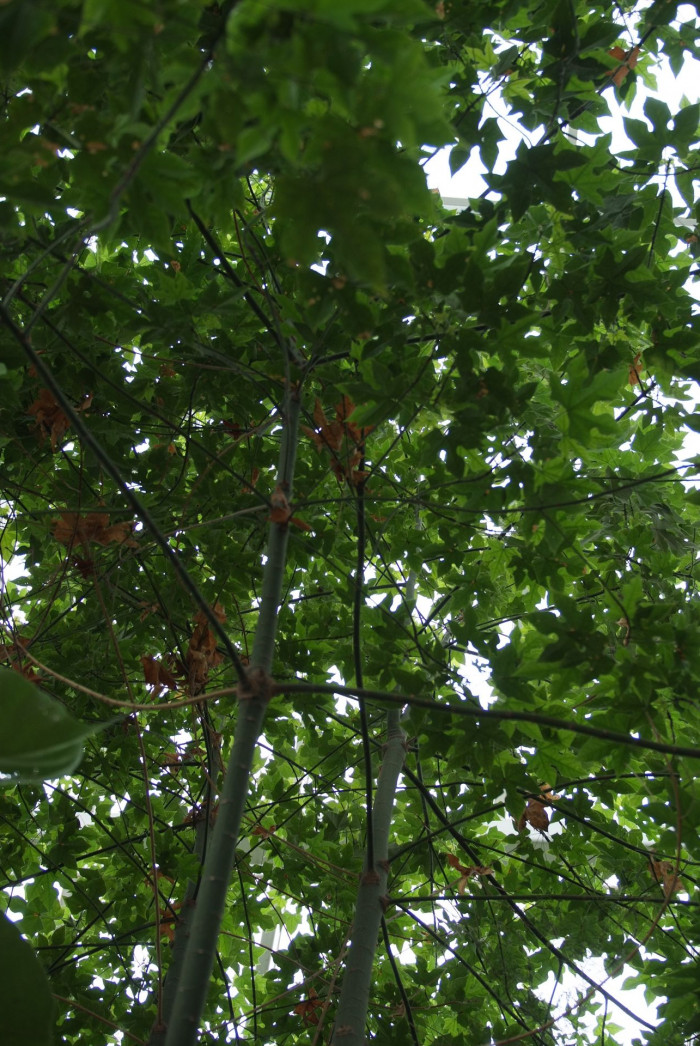 단풍잎병나무 - Brachychiton acerifolius