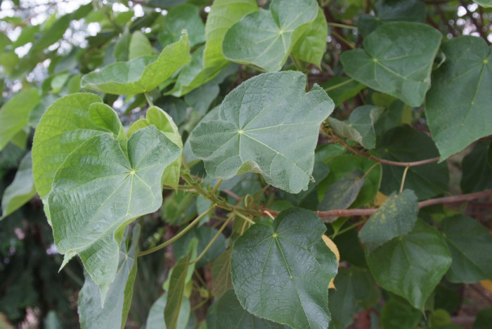 열대수국 - Pink ball tree, Dombeya wallichii