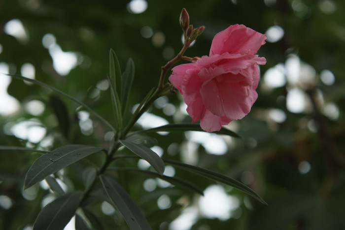 협죽도 - Oleander, Indian Oleander, Nerium indicum Mill.