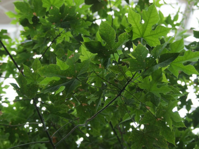 단풍잎병나무 사진 - Brachychiton acerifolius Photos