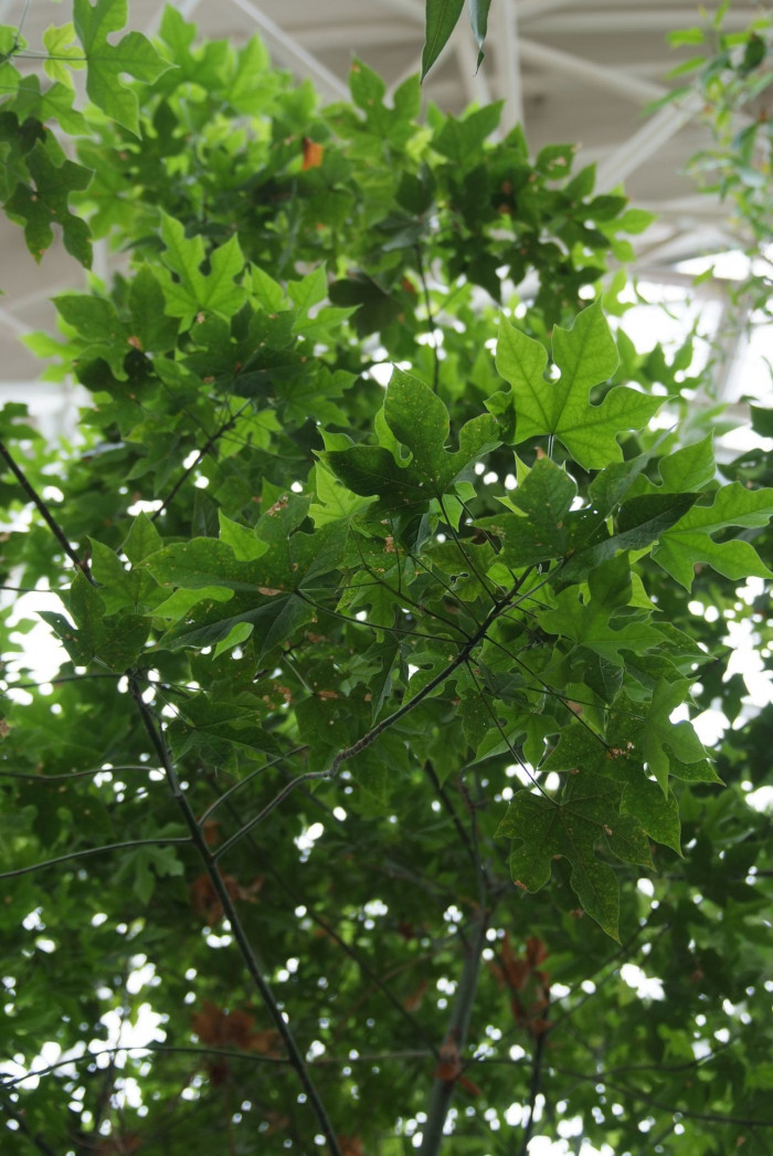 단풍잎병나무 - Brachychiton acerifolius
