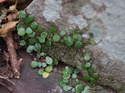 콩자개난 사진 - Bulbophyllum drymoglossum Maxim. ex Okub Photos