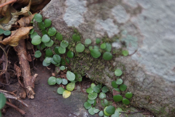 콩자개난 - Bulbophyllum drymoglossum Maxim. ex Okub
