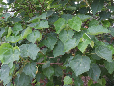 열대수국 사진 - Dombeya wallichii Photos