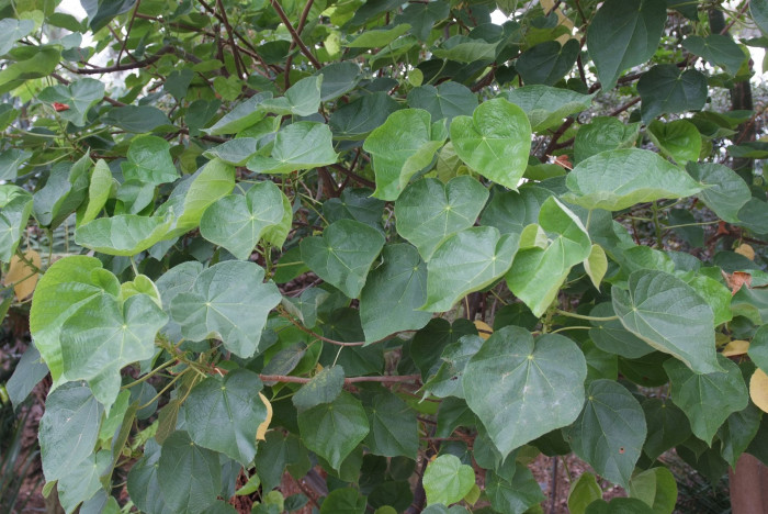 열대수국 - Pink ball tree, Dombeya wallichii