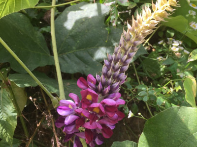 칡 사진 - Pueraria lobata (Willd.) Ohwi Photos