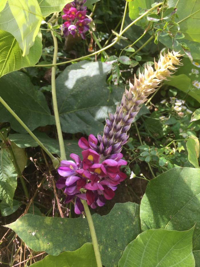 칡 - Pueraria lobata (Willd.) Ohwi