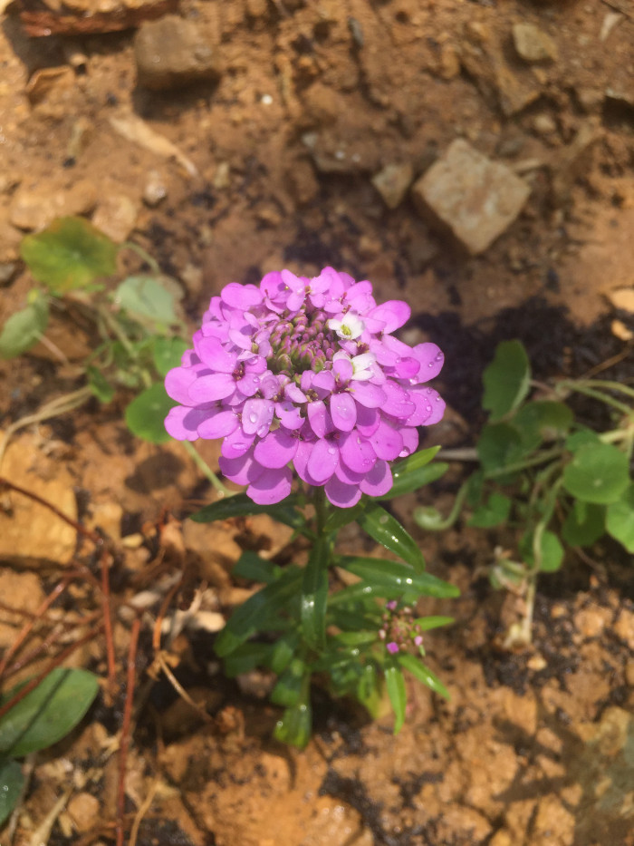 눈꽃 - Candytuft, Iberis sempervirens