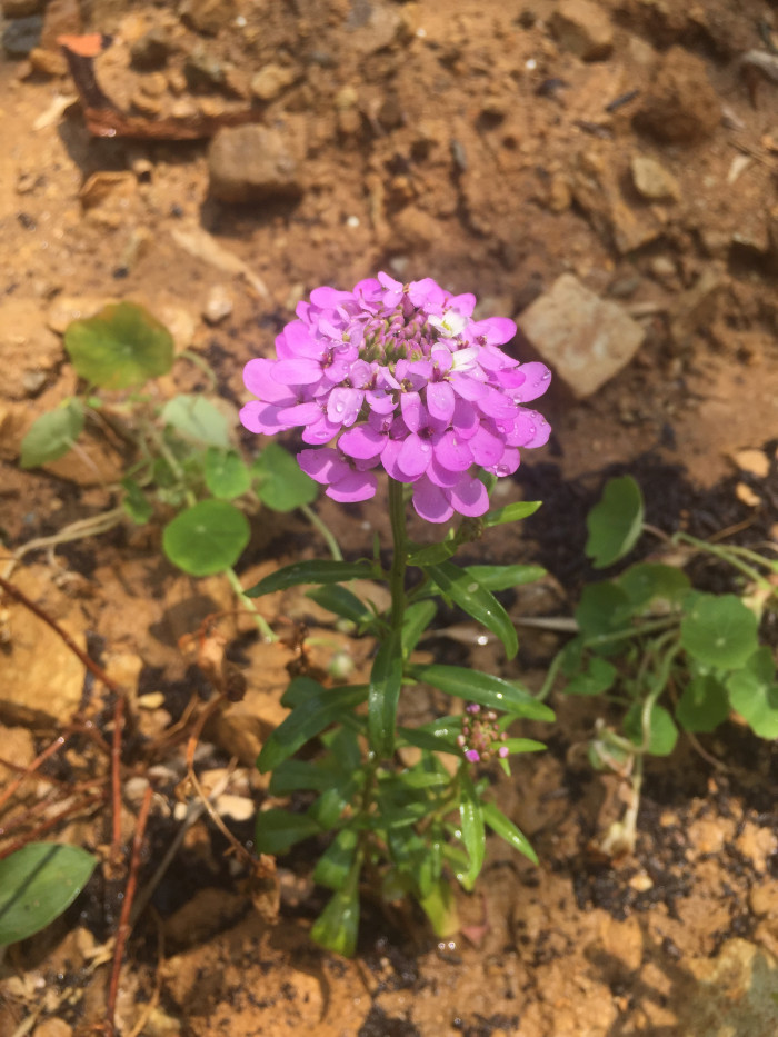 눈꽃 - Candytuft, Iberis sempervirens
