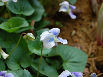 미국제비꽃 사진 - Viola sororia Willd. Photos