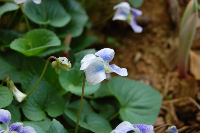 미국제비꽃 - Viola sororia Willd.