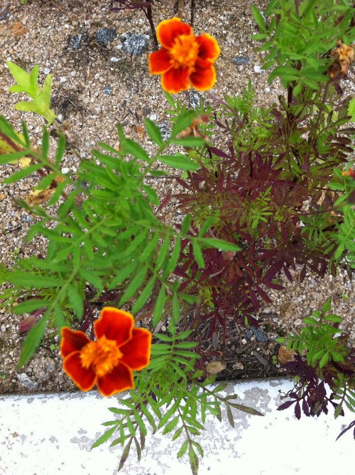 메리골드 - Marigolds, Tagetes spp.