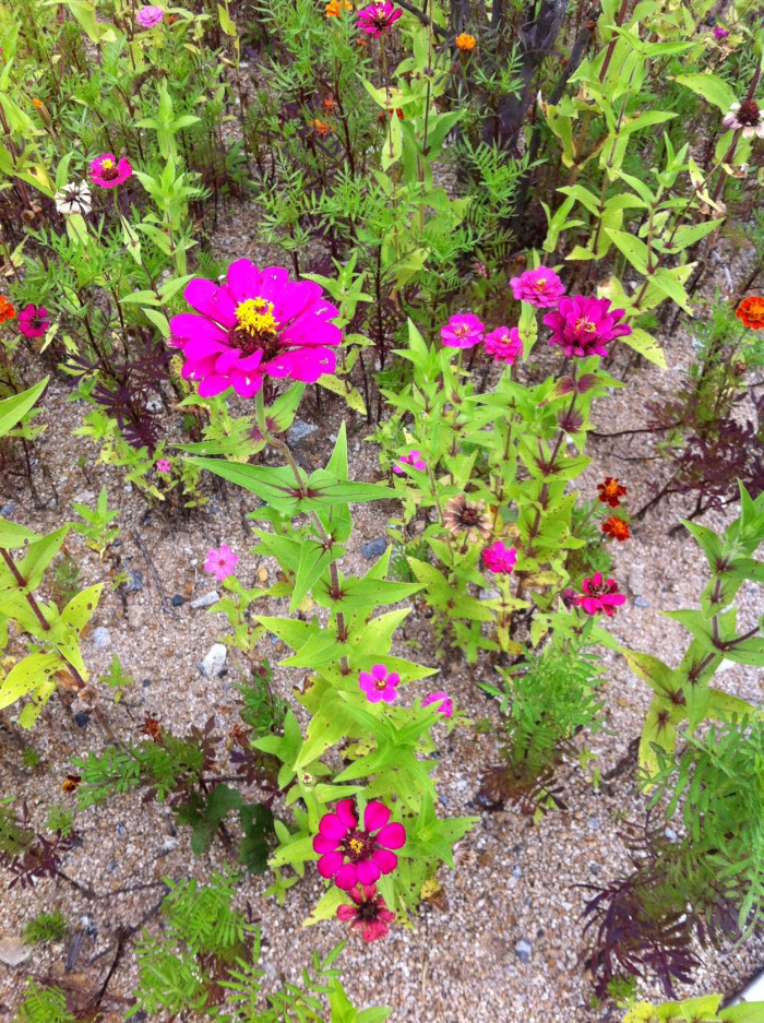 메리골드 - Marigolds, Tagetes spp.