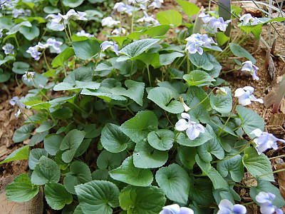 미국제비꽃 사진 - Viola sororia Willd. Photos