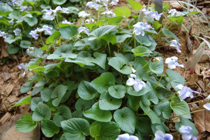 미국제비꽃 - Viola sororia Willd.