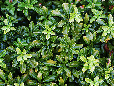 수호초 사진 - Pachysandra terminalis Siebold & Zucc. Photos