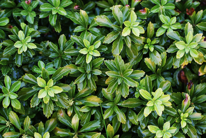 수호초 - Japanese spurge, Pachysandra terminalis Siebold & Zucc.