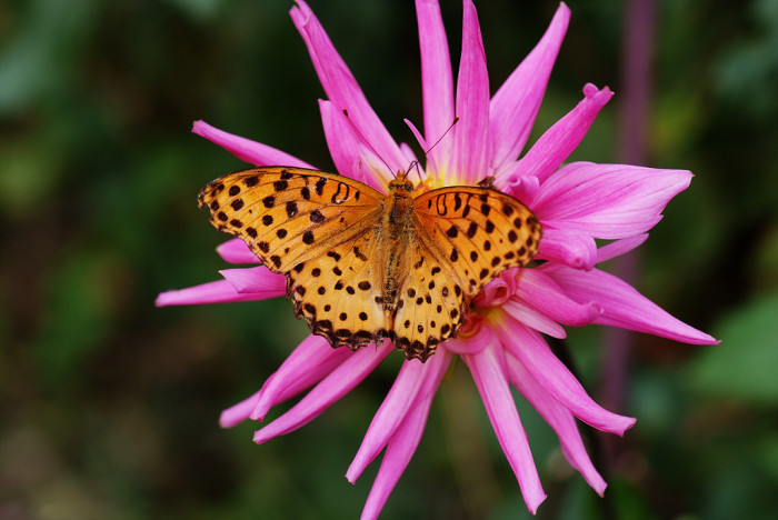 다알리아 - YELLOw BAIRD, Dahlia pinnata Cav.
