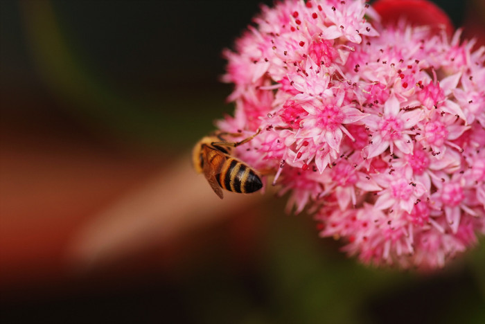 둥근잎꿩의비름 - Sedum rotundifolium