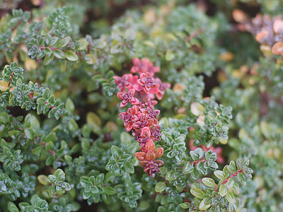 백리향 사진 - Thymus quinquecostatus Celak. Photos