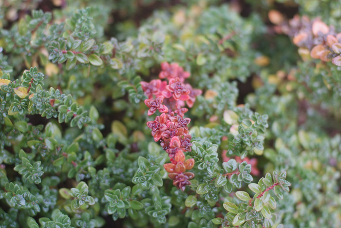 백리향 - Thymus quinquecostatus Celak.