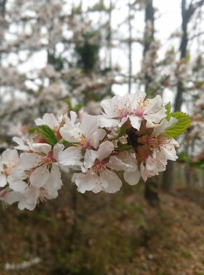 벚나무 - Prunus serrulata var. spontanea (Maxim.) E.H.Wilson