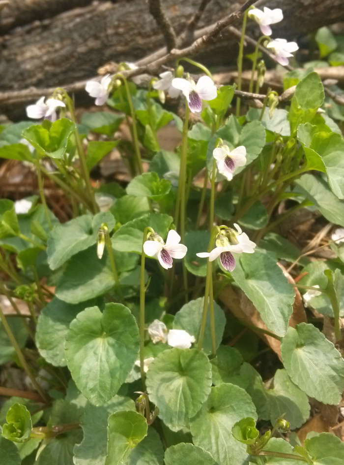 콩제비꽃 - Viola verecunda A. GRAY