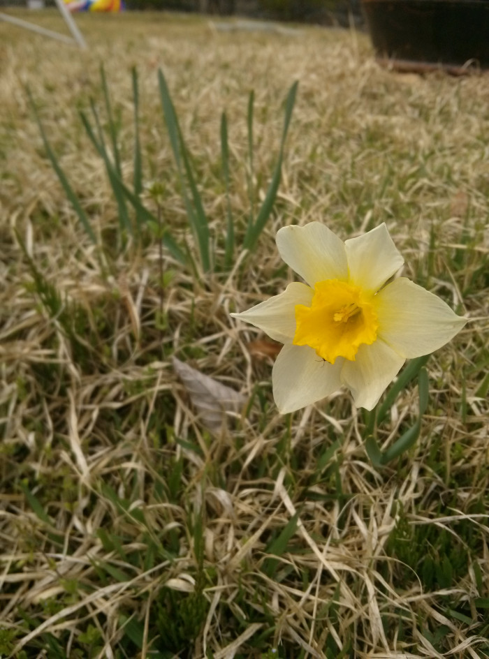 수선화 - daffodil, Narcissus tazetta var. chinensis