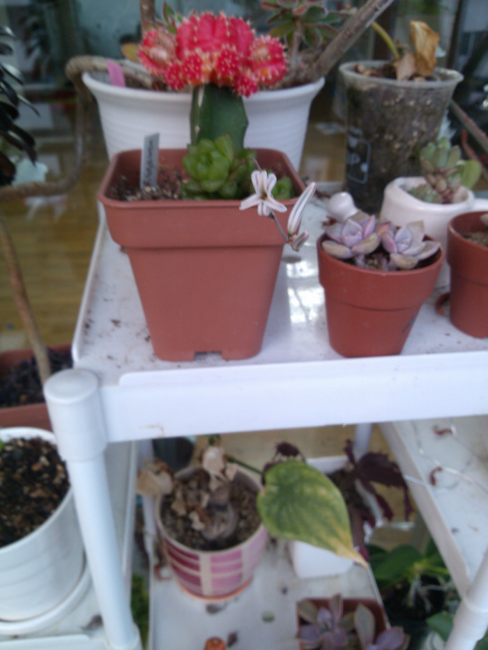 옵튜샤 - Haworthia turgida var.longibracteata