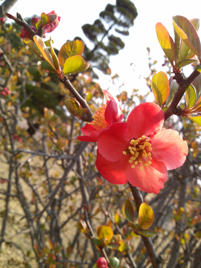 매화 - Prunus mume