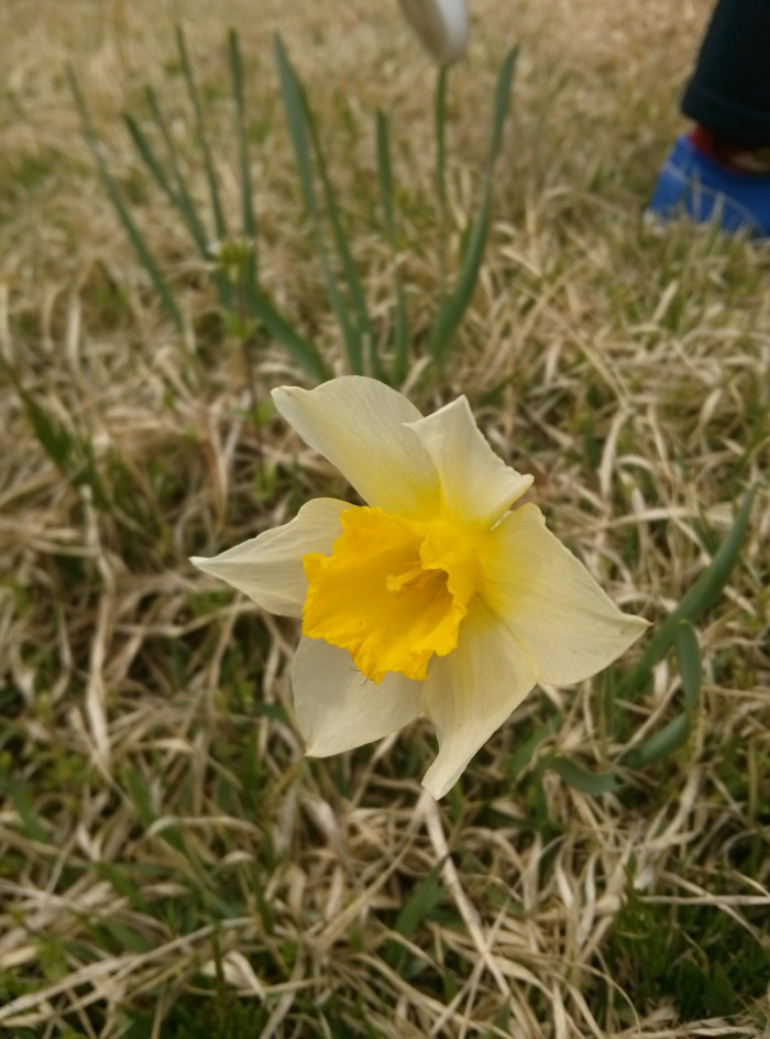 수선화 - daffodil, Narcissus tazetta var. chinensis