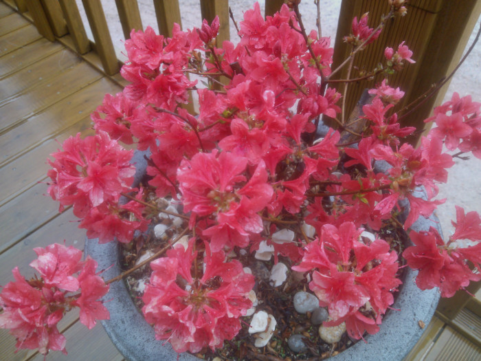 철쭉 - Deciduous Azalea, Rhododendron schlippenbachii Maxim.