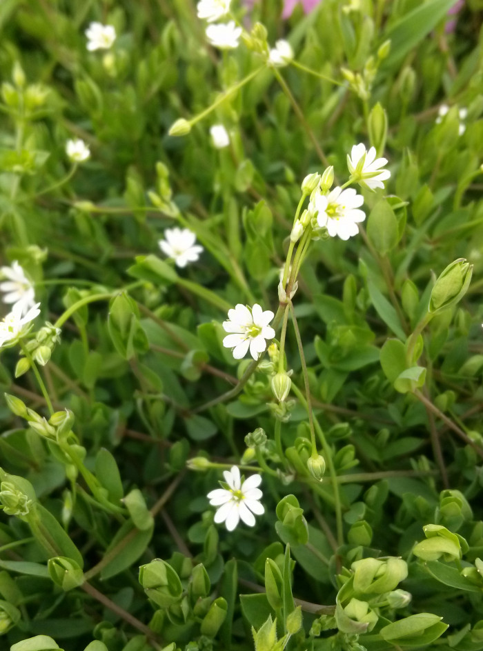 별꽃 - Creeping buttercup, Stellaria media (L.) Vill.