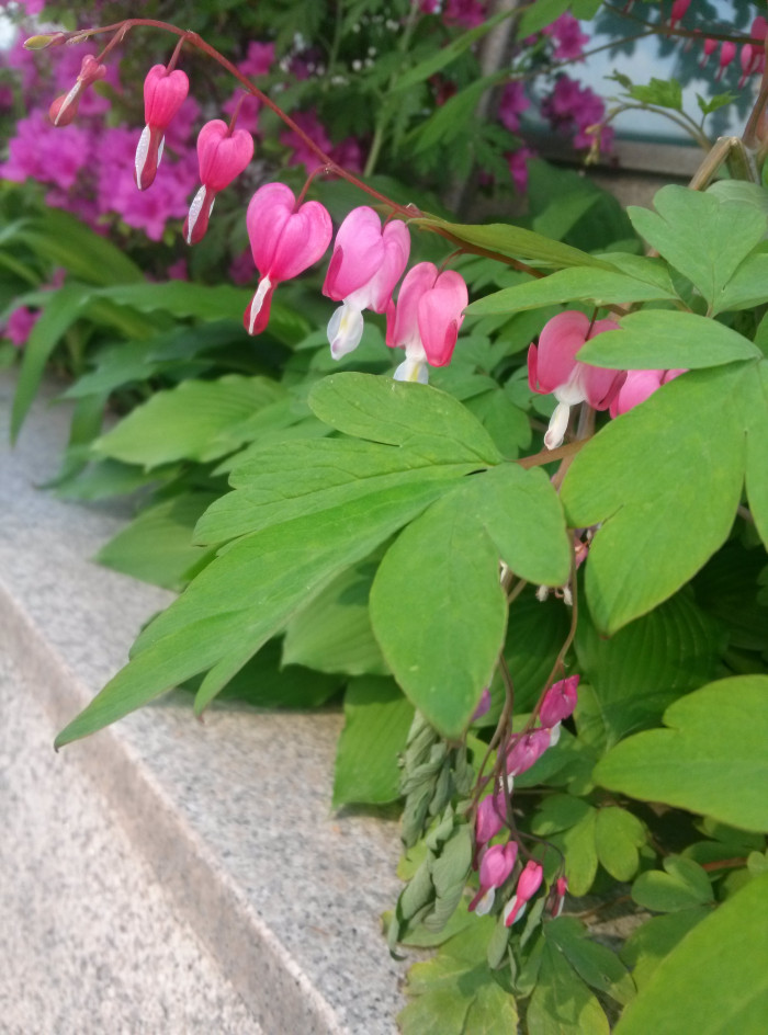 금낭화 - Dicentra spectabilis