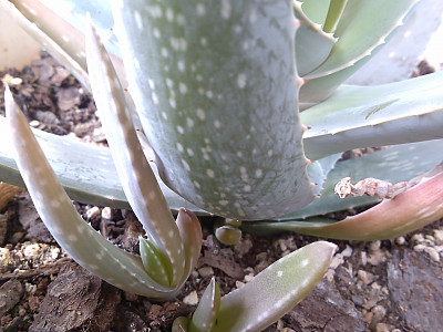 알로에 베라 사진 - Aloe vera Photos