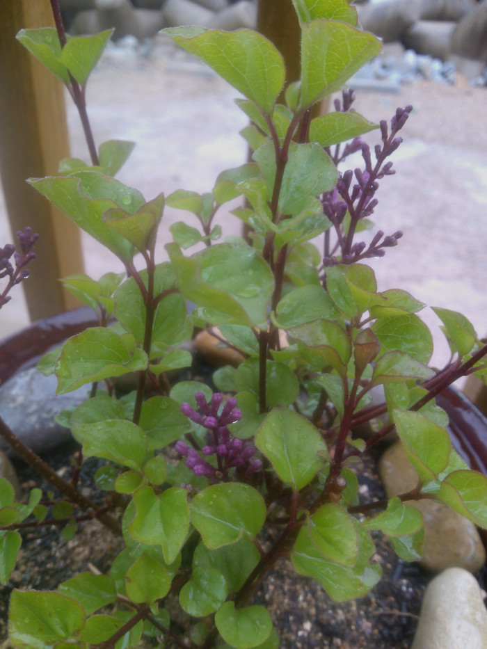 라일락 - kamibayashii, Syringa oblata var. dilatata (Nakai) Rehder